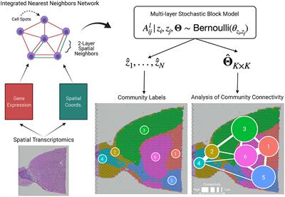 Analysis of community connectivity in spatial transcriptomics data